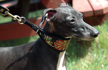 Looped Limited Slip Lurcher Collar